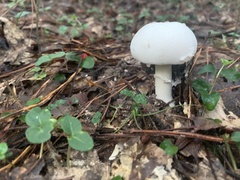 Leucoagaricus leucothites
