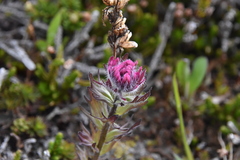 Castilleja parviflora