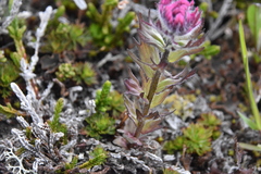 Castilleja parviflora