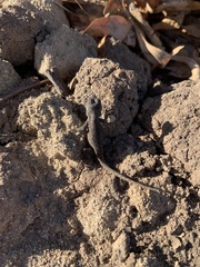 Sceloporus occidentalis