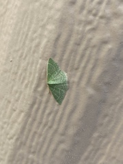 Synchlora aerata