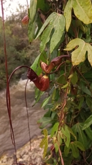 Aristolochia macroura