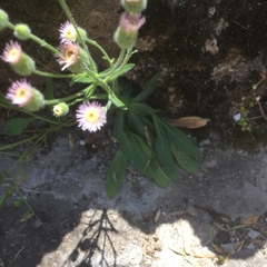 Erigeron caucasicus venustus