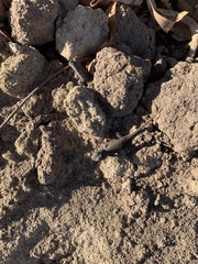 Sceloporus occidentalis