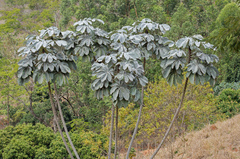 Cecropia hololeuca