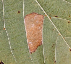 Phyllonorycter lucetiella