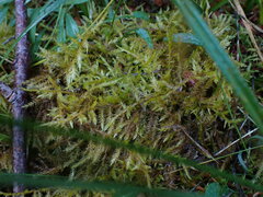 Calliergonella cuspidata