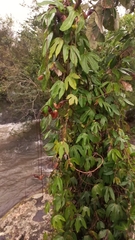 Aristolochia macroura
