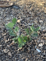Quercus douglasii