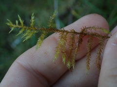 Calliergonella cuspidata