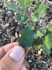 Quercus douglasii