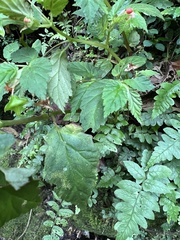 Begonia urticae