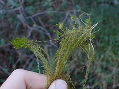 Calliergonella cuspidata