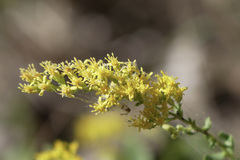 Solidago radula