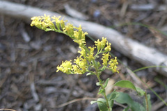 Solidago radula