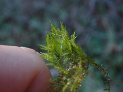Calliergonella cuspidata