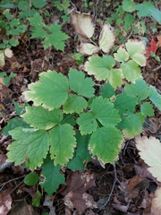 Actaea rubra