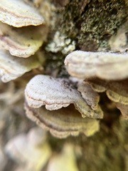 Trichaptum abietinum