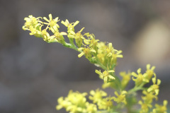 Solidago radula