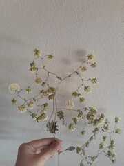 Clematis montevidensis