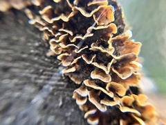 Trichaptum abietinum