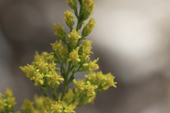 Solidago radula