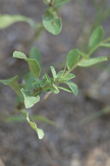 Solidago radula