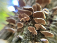 Trichaptum abietinum