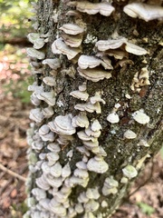 Trichaptum abietinum