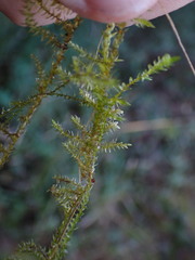 Calliergonella cuspidata