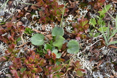 Packera pauciflora