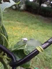 Myllocerus undecimpustulatus