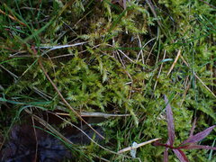 Calliergonella cuspidata