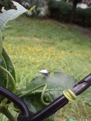 Myllocerus undecimpustulatus