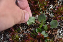 Packera pauciflora
