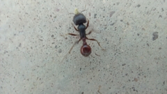 Pogonomyrmex rugosus