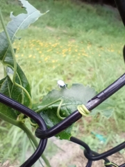 Myllocerus undecimpustulatus