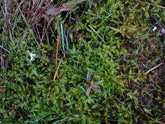 Calliergonella cuspidata