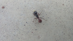 Pogonomyrmex rugosus