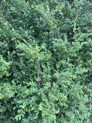Malpighia glabra