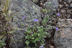 Polemonium pulcherrimum