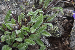 Polemonium pulcherrimum