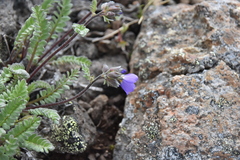 Polemonium pulcherrimum