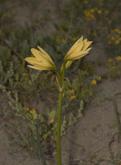 Zephyranthes bagnoldii