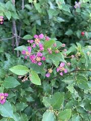 Malpighia glabra