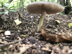 Volvariella