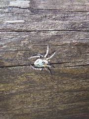 Eustala anastera