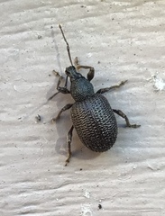 Otiorhynchus rugosostriatus