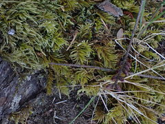 Kindbergia oregana