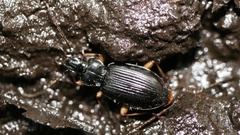 Patrobus longicornis